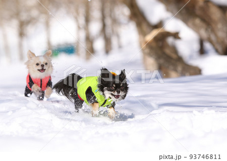 雪山の中にいる防寒着を着た雪を楽しむ2頭のロングコートチワワ 雪山の中にいる防寒着を着た雪を楽しむ2頭のロングコートチワワ 93746811