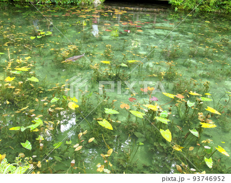 湧き水できれいな池 湧き水できれいな池 93746952