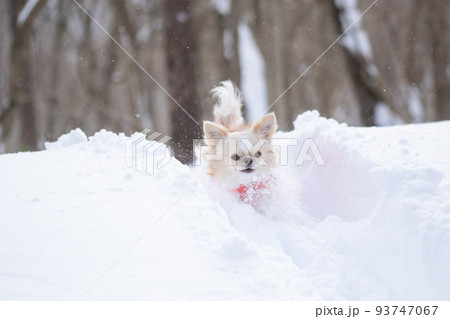 雪山の中を駆け巡るピンク色のダウンを着たロングコートチワワ 雪山の中を駆け巡るピンク色のダウンを着たロングコートチワワ 93747067