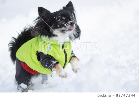 緑色のダウンを着た雪の中を駆け巡るブラックタンのロングコートチワワ 緑色のダウンを着た雪の中を駆け巡るブラックタンのロングコートチワワ 93747244