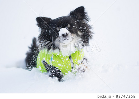 緑色のダウンを着た雪の中に埋もれるブラックタンのロングコートチワワ  93747358