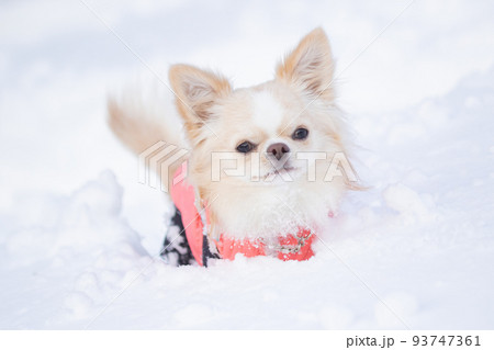 ピンク色のダウンを着た雪の中に埋もれるロングコートチワワ  93747361