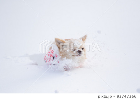 ピンク色のダウンを着た雪の中に埋もれるロングコートチワワ  93747366