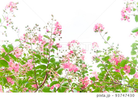 サルスベリ(百日紅) サルスベリ(百日紅) 93747430