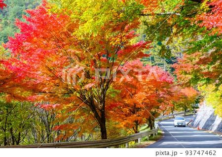 箕輪町・もみじ湖の紅葉 93747462