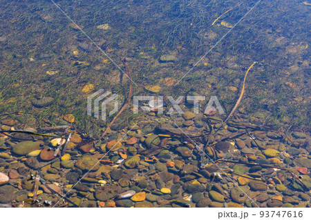 野付半島のブルーの湾「秋の北海道」 野付半島のブルーの湾「秋の北海道」 93747616