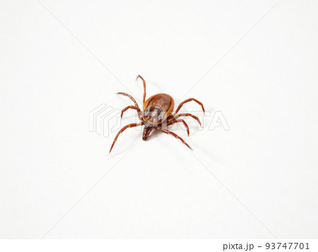 シュルツエマダニ Ixodes persulcatus シュルツエマダニ Ixodes persulcatus 93747701