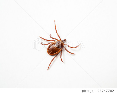 シュルツエマダニ Ixodes persulcatus シュルツエマダニ Ixodes persulcatus 93747702