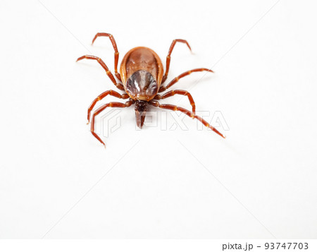 シュルツエマダニ　Ixodes persulcatus 93747703