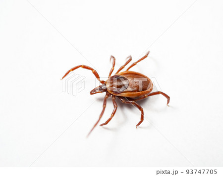シュルツエマダニ Ixodes persulcatus シュルツエマダニ Ixodes persulcatus 93747705