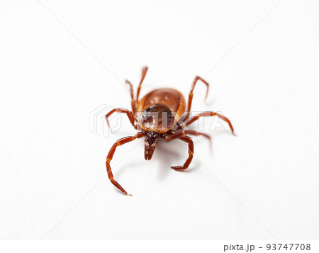 シュルツエマダニ　Ixodes persulcatus 93747708