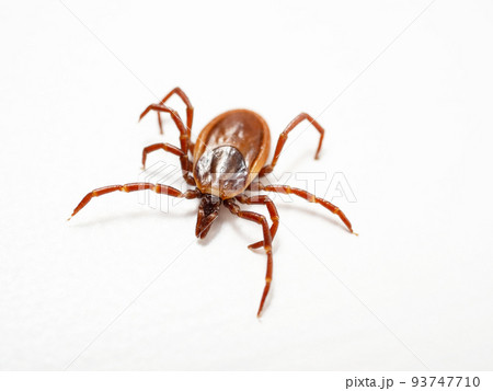 シュルツエマダニ Ixodes persulcatus シュルツエマダニ Ixodes persulcatus 93747710