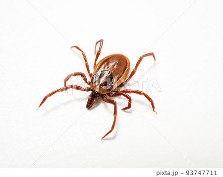 シュルツエマダニ　Ixodes persulcatus 93747711