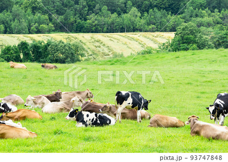 北海道美瑛町の牧場、乳牛の放牧風景 北海道美瑛町の牧場、乳牛の放牧風景 93747848