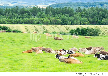北海道美瑛町の牧場、乳牛の放牧風景 北海道美瑛町の牧場、乳牛の放牧風景 93747849