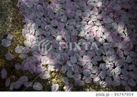 桜の花びらが濡れた岩に付いています。 93747954