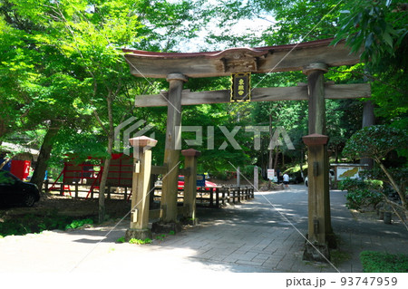 鳥取東照宮(旧・樗谿神社) 鳥居と木漏れ日 鳥取県鳥取市 鳥取東照宮(旧・樗谿神社) 鳥居と木漏れ日 鳥取県鳥取市 93747959