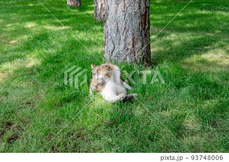 木の近くの野原で休む猫さん 93748006