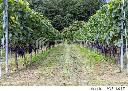 ワイン ぶどう 畑 ワイン ぶどう 畑 93748037