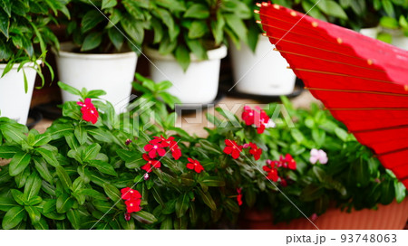赤い和傘にマッチする花々/旧岩﨑邸庭園 赤い和傘にマッチする花々/旧岩﨑邸庭園 93748063
