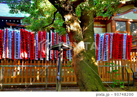 代々木八幡宮 夏越の祓の風景 代々木八幡宮 夏越の祓の風景 93748200