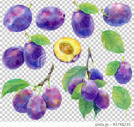 Watercolor prune material collection_prunes, branches and leaves Watercolor prune material collection_prunes, branches and leaves 93748235