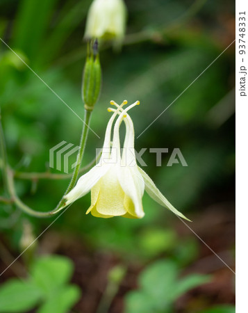 イカリソウ 93748331