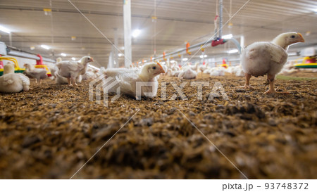 Chickens are drinking water in close farm, temperature and light control , Thailand. Chickens are drinking water in close farm, temperature and light control , Thailand. 93748372