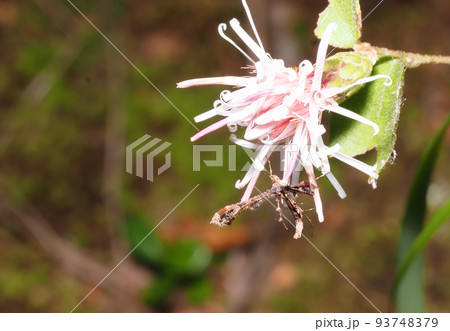 コウヤボウキの花に止まるブドウトリバ 93748379