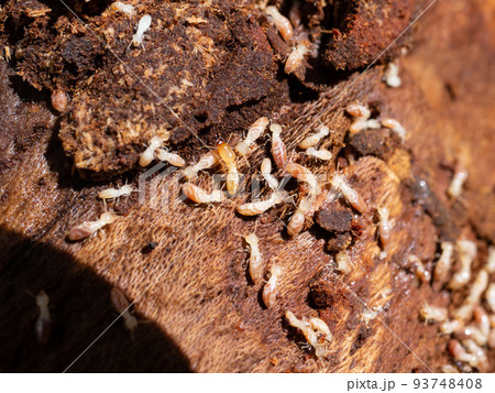 シロアリ　営巣 93748408