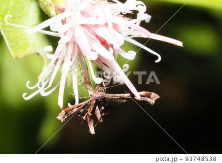 コウヤボウキの花に止まるブドウトリバ 93748538