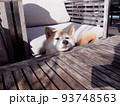 カフェテラスでくつろぐ柴犬 93748563