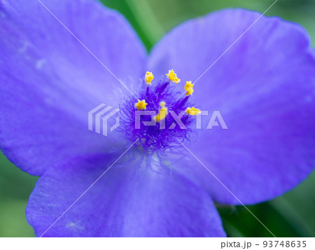オオムラサキツユクサ オオムラサキツユクサ 93748635