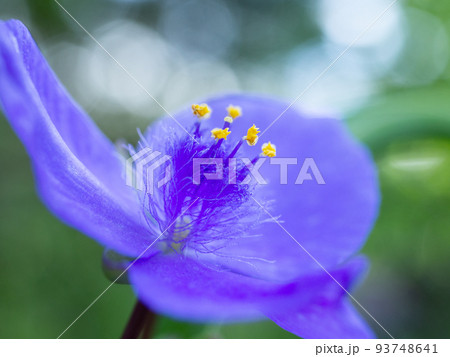オオムラサキツユクサ オオムラサキツユクサ 93748641