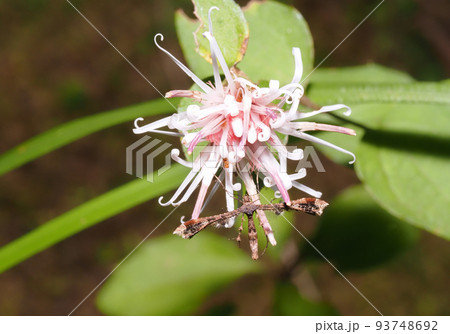 コウヤボウキの花に止まるブドウトリバ 93748692