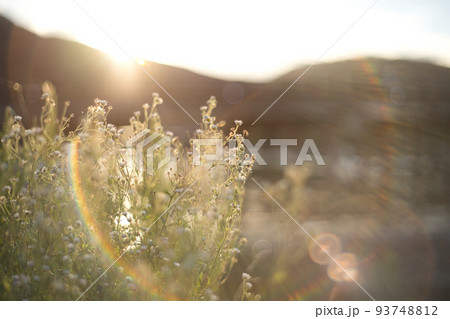 オールドレンズで撮影した嵐山渡月橋 93748812