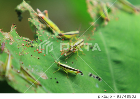 insect on leaf, Grasshopper perching on a lotus 93748902