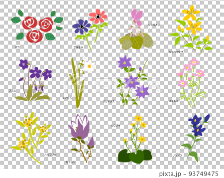 各種花的插圖集 93749475