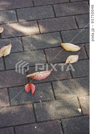 桜の落ち葉 桜の落ち葉 93750046