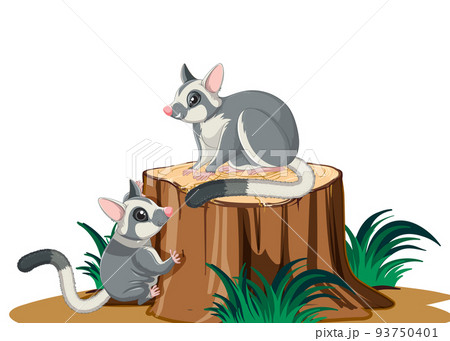 Two sugar gliders on the log Two sugar gliders on the log 93750401