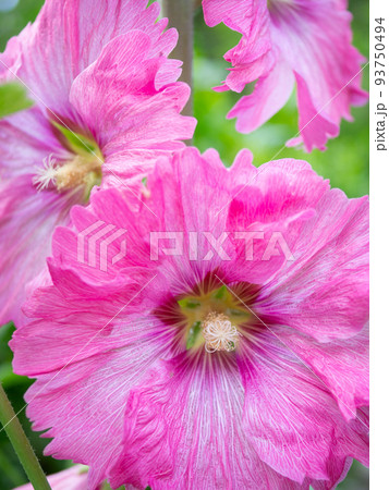 タチアオイ 93750494