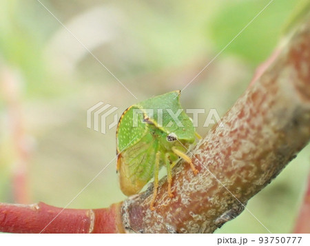 外来種のバッファローツノゼミ 93750777