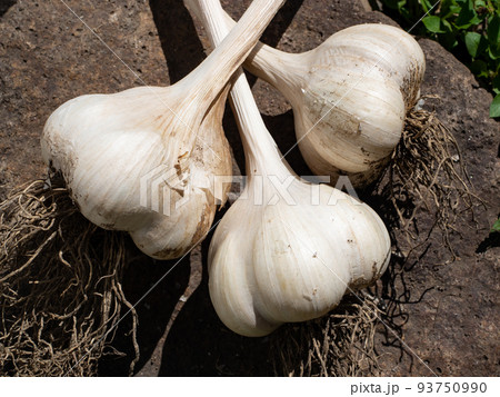 ニンニク ニンニク 93750990