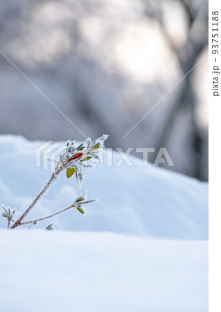 霜（蒜山高原） 93751188