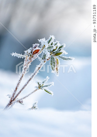 霜（蒜山高原） 93751189