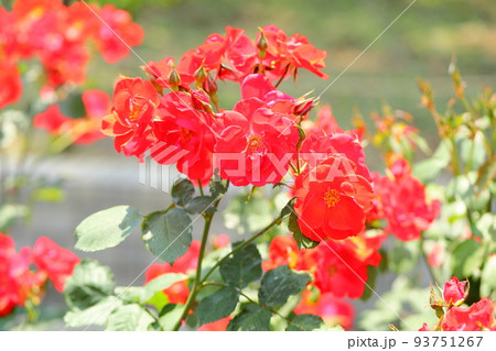 バラの花 サラバンド バラの花 サラバンド 93751267