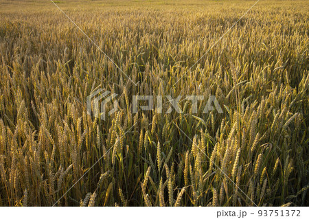 Wheat, rye field. Ears of golden wheat, rye close-up. Rural landscapes under sunlight. Rich harvest concept. Fresh young unripe juicy spikelets. Oats, rye, wheat, barley, summer harvest close-up. 93751372