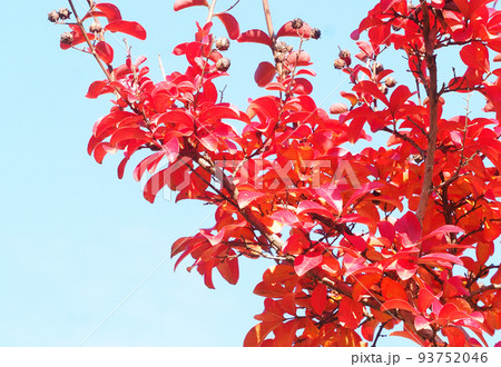 サルスベリ紅葉 93752046