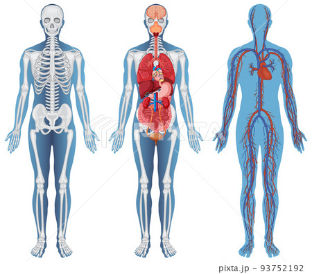 Anatomical Structure Human Bodiesのイラスト素材 [93752192] - PIXTA