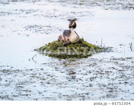 Great Crested Grebe, Podiceps cristatus, water bird sitting on the nest, and one of its cute babies sitting on its back. Nesting time on the green lake 93752304